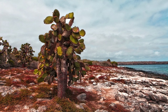 Opuntia cactus.