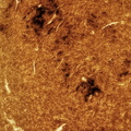 Manchas solares