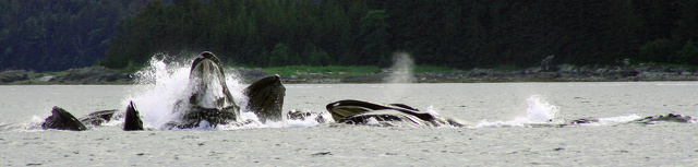 Ballenas / Whales, Juneau, Alaska